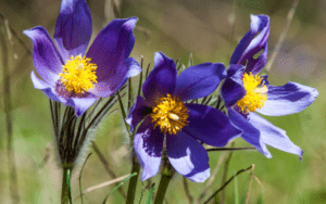 Pulsatilla