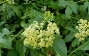 Sambucus Nigra